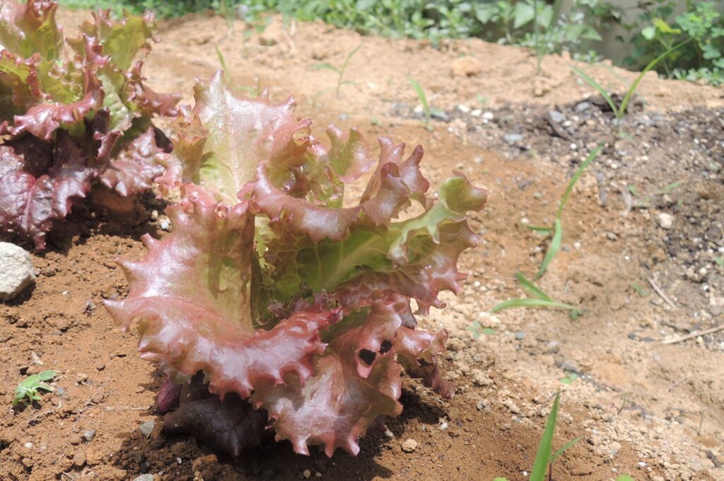 農園日記 レタスの秘密 社会福祉法人やまなし勤労者福祉会
