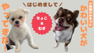 ドッグセラピーが来ました🐶